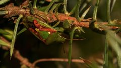 (2) Der Buntrock (Cyphostethus tristriatus) ...