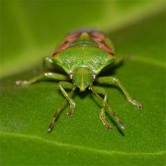 (2) Der Buntrock (Cyphostethus tristriatus) trägt seinen Namen zu recht!