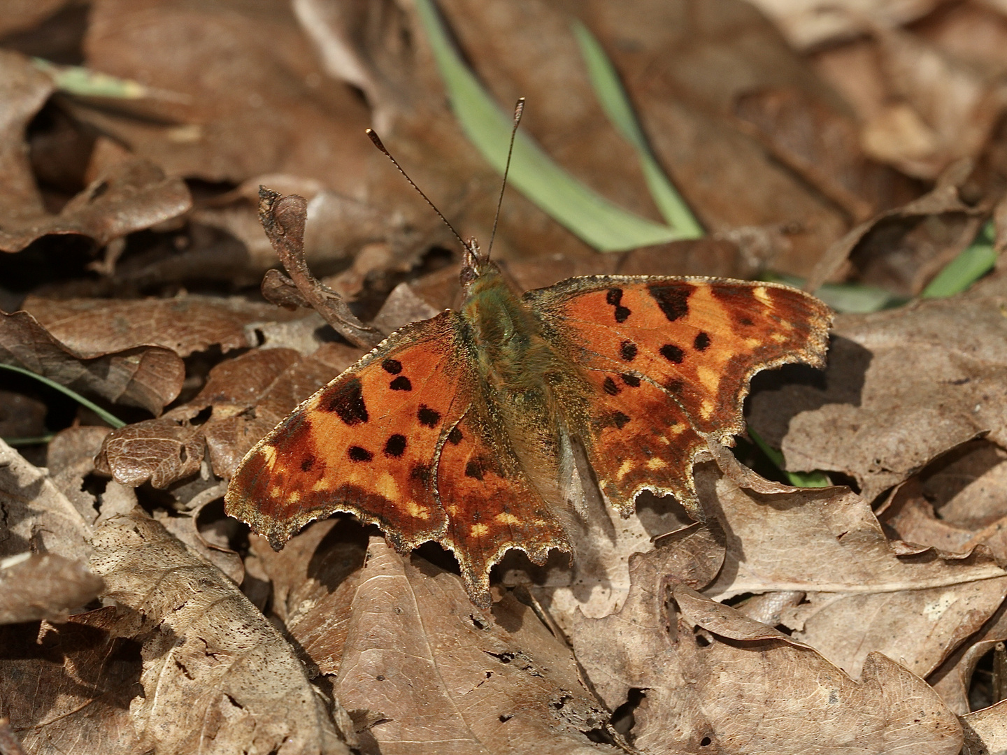 (2) Der C-Falter (Polygonia c-album) ...