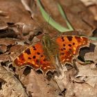 (2) Der C-Falter (Polygonia c-album) ...