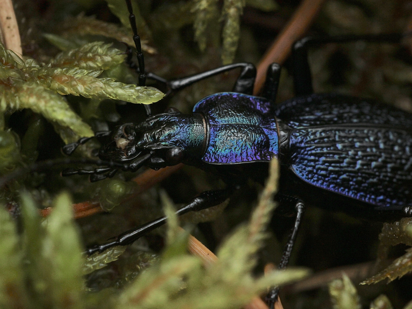 (2) Der (Dunkel-)Blaue Laufkäfer (Carabus intricatus)