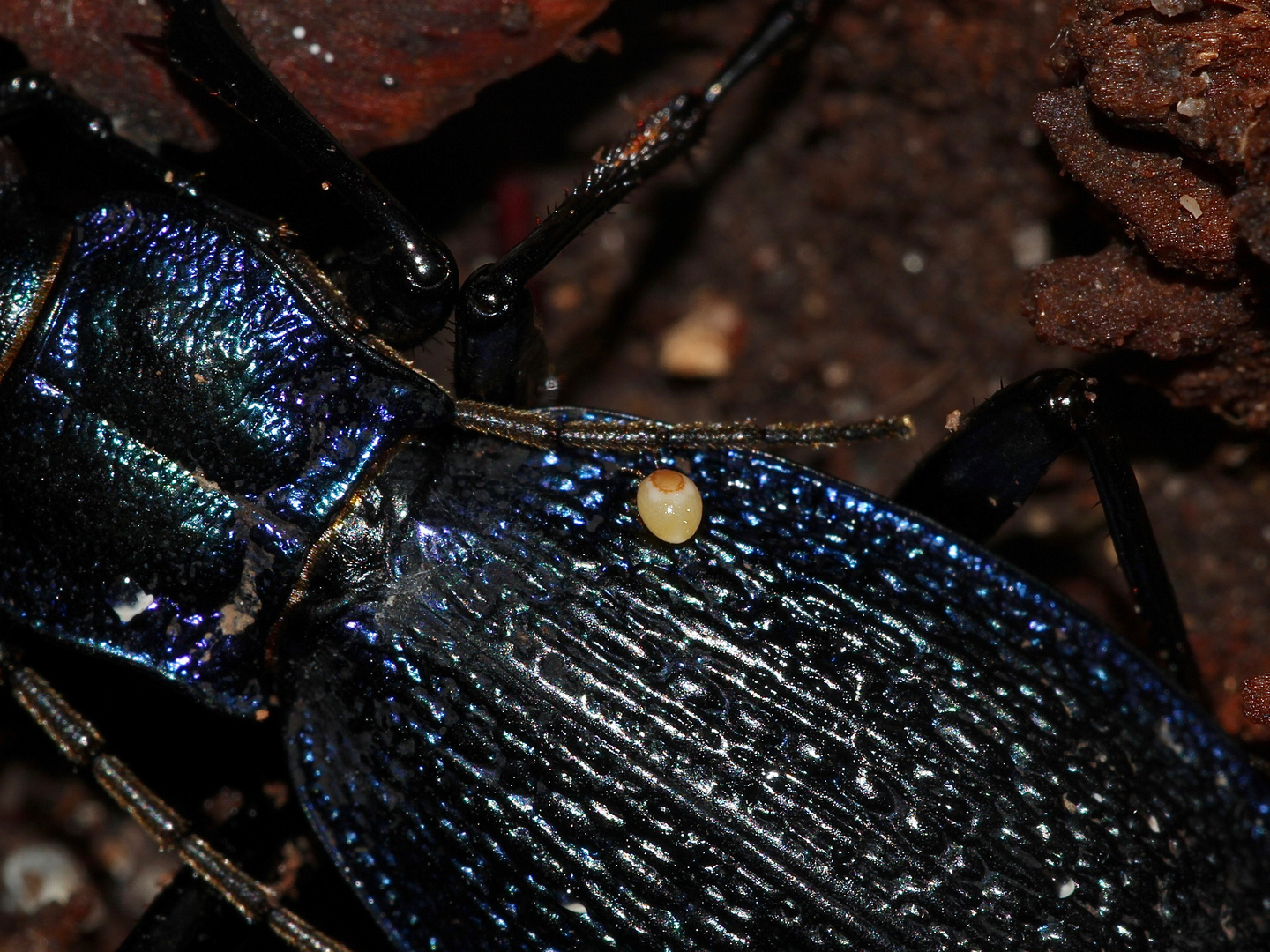 (2) Der Dunkelblaue Laufkäfer (Carabus intricatus) ...