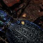 (2) Der Dunkelblaue Laufkäfer (Carabus intricatus) ...