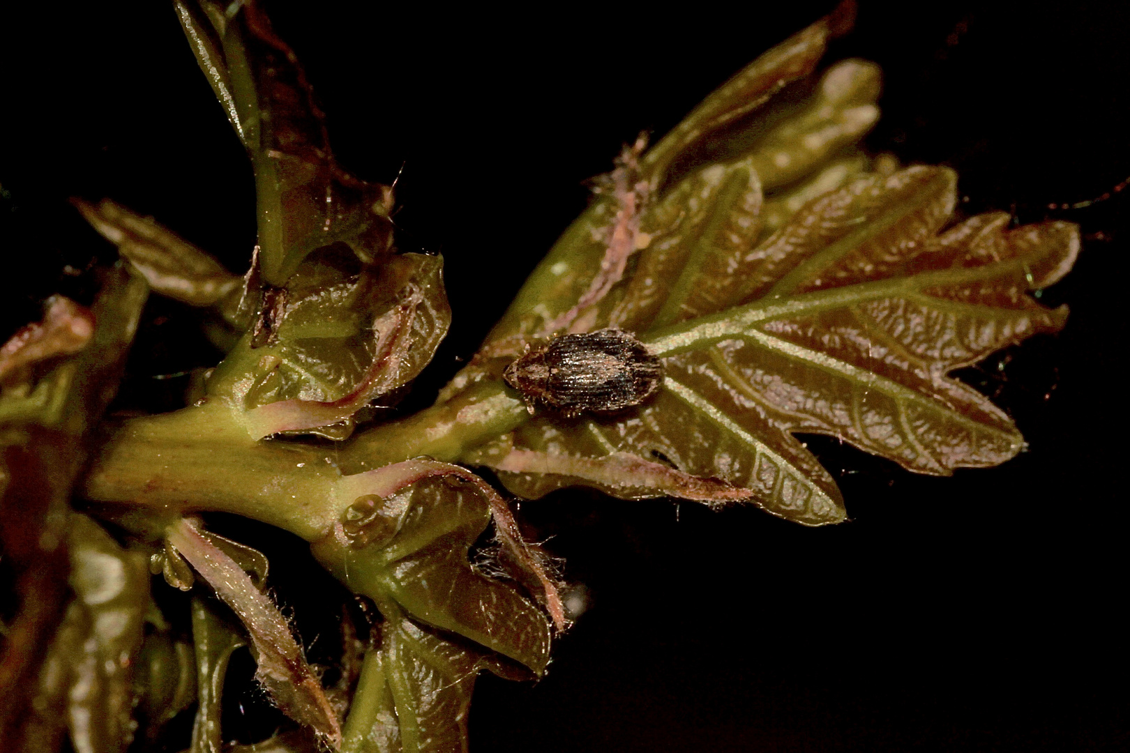 (2) Der Eichenspringrüßler (Orchestes quercus)