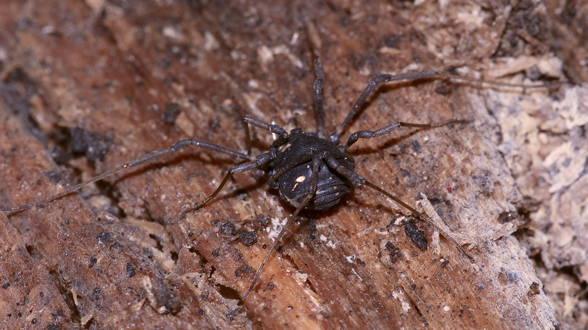 (2) Der Fadenkanker PARANEMASTOMA QUADRIPUNCTATUM