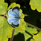 (2) der Faulbaum-Bläuling - Weibchen (Celastrina argiolus) - seine Oberseite 