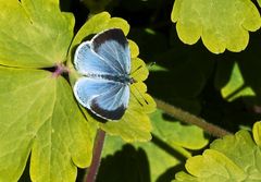 (2) der Faulbaum-Bläuling - Weibchen (Celastrina argiolus) - seine Oberseite 