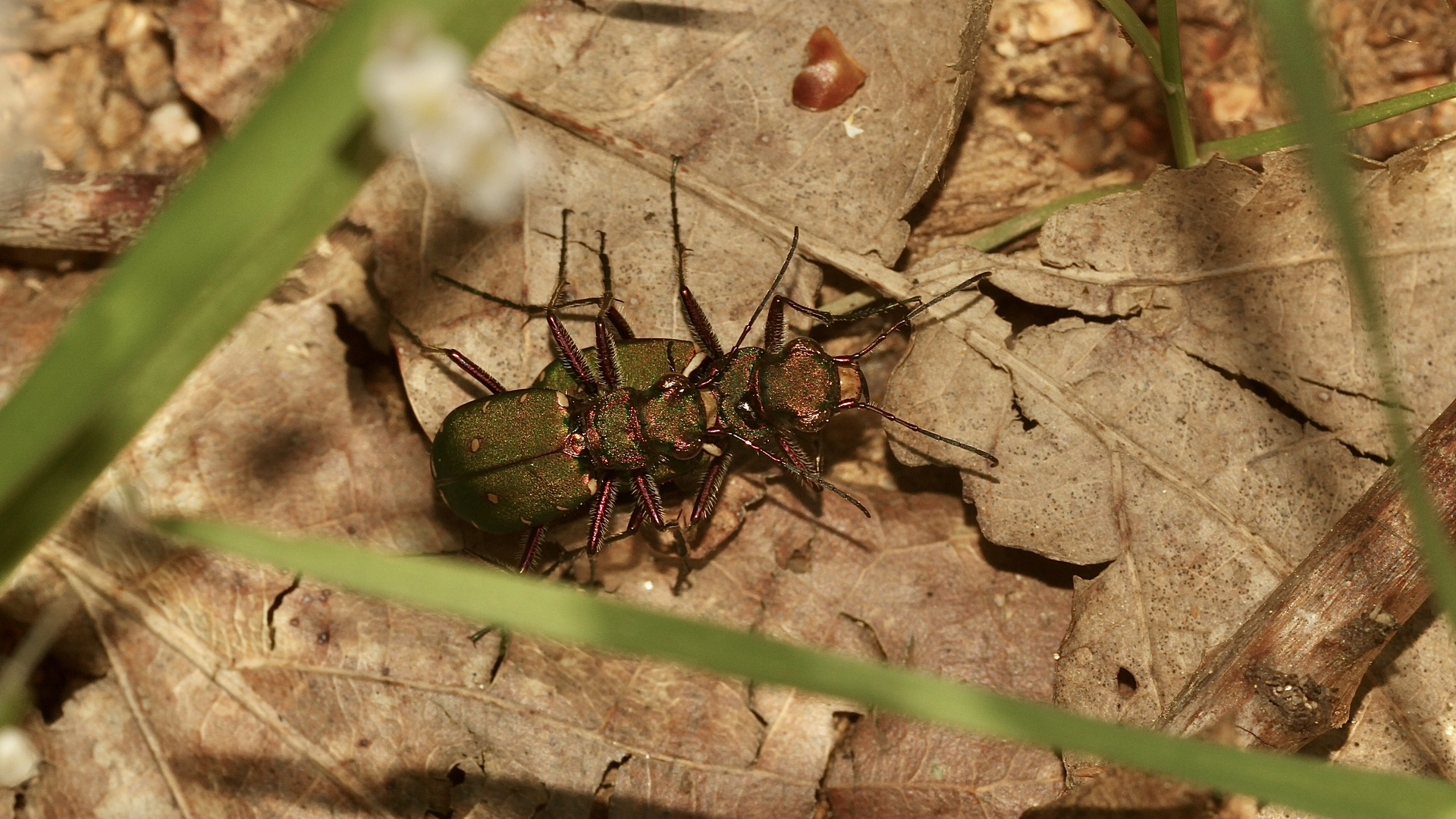 (2) Der Feld-Sandlaufkäfer (Cicindela campeestris)