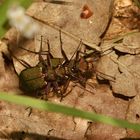 (2) Der Feld-Sandlaufkäfer (Cicindela campeestris)