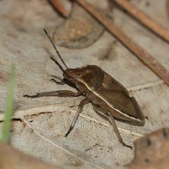 (2) Der FÖHRENGAST (CHLOROCHROA PINICOLA), ...