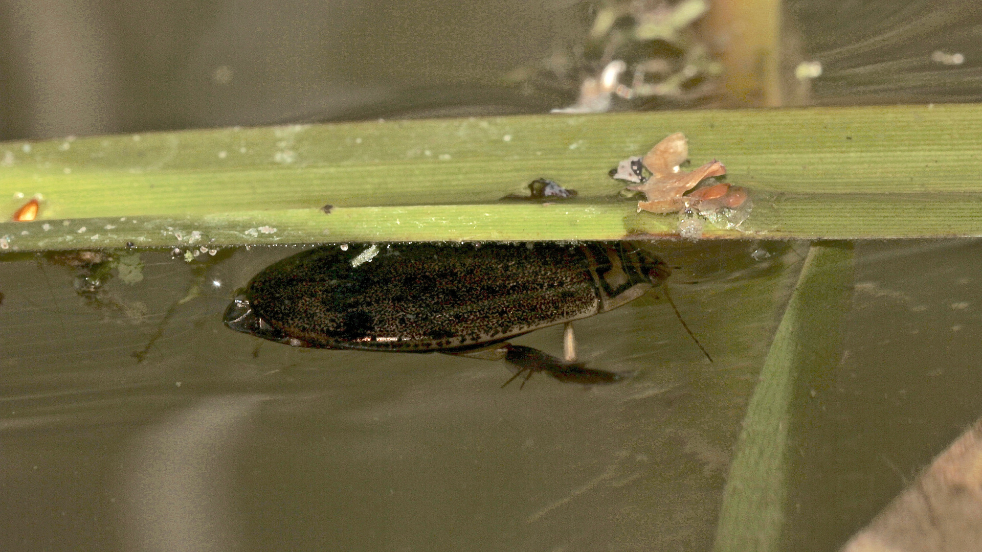 (2) Der Furchenschwimmer (Acilius sulcatus) - ein häufiger, weitverbreiteter Schwimmkäfer ...