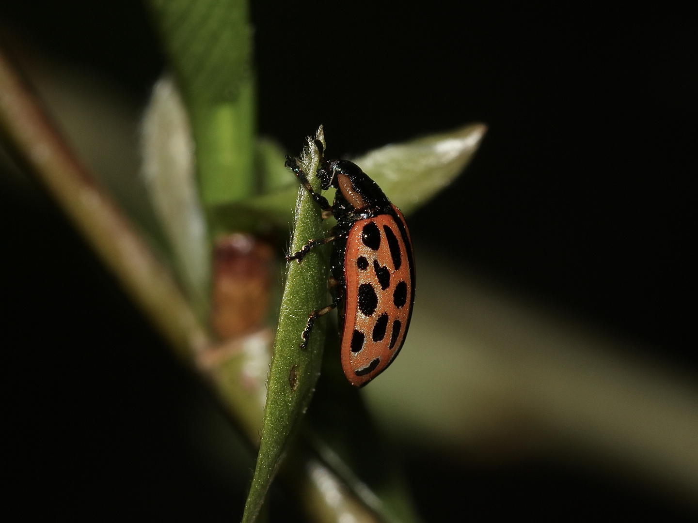 (2) Der GEFLECKTE WEIDENBLATTKÄFER (CHRYSOMELA VIGINTIPUNCTATA)