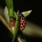 (2) Der GEFLECKTE WEIDENBLATTKÄFER (CHRYSOMELA VIGINTIPUNCTATA)