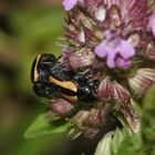 (2) Der Gelbgebänderte Fallkäfer (Cryptocephalus vittatus) ...