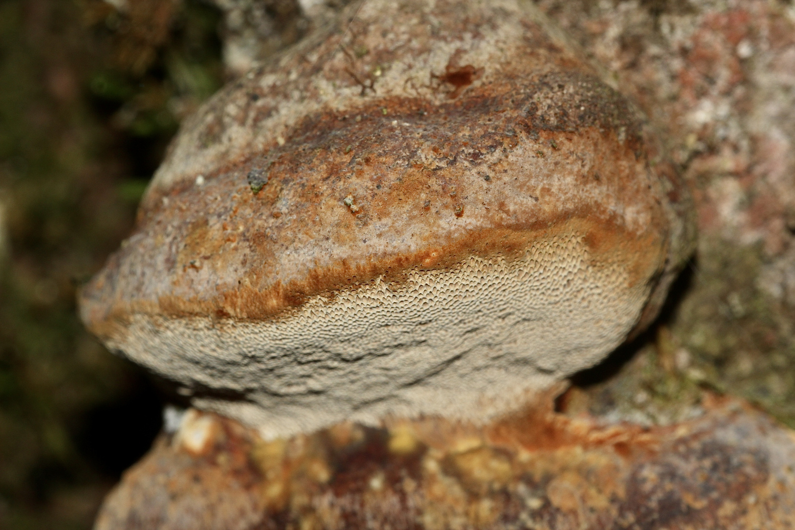 (2) Der Gemeine Feuerschwamm (Phellinus igniarius = trivialis)