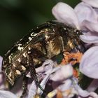 (2) Der Gemeine oder Goldglänzende Rosenkäfer (Cetonia aurata) ...