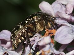 (2) Der Gemeine oder Goldglänzende Rosenkäfer (Cetonia aurata) ...