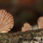 (2) Der Gemeine Spaltblättling (Schizophyllum commune) ...