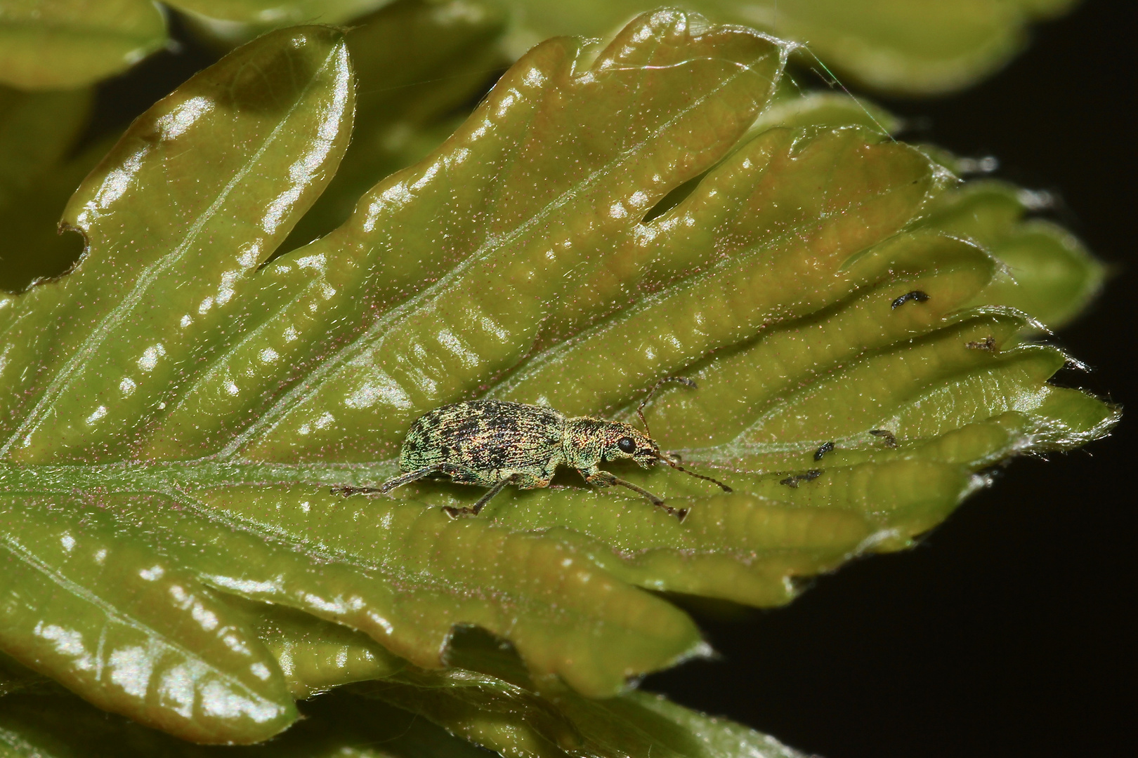 (2) Der Gescheckte Glanzrüßler (Polydrusus cervinus) ...