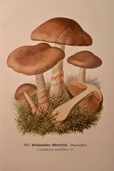 (2) Der Geschmückte Gürtelfuß (Cortinarius armillata) - ...