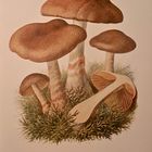 (2) Der Geschmückte Gürtelfuß (Cortinarius armillata) - ...