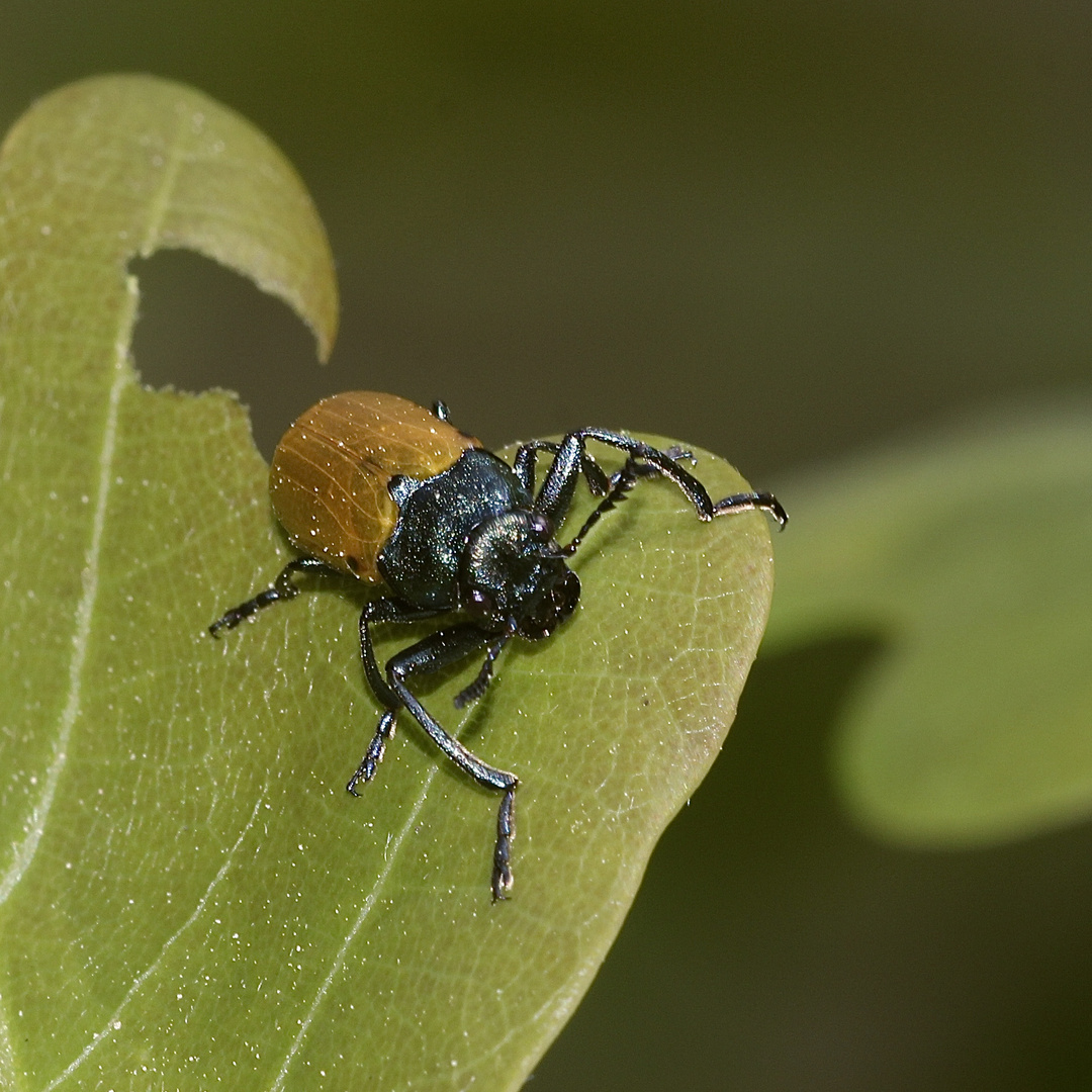 (2) Der Große Ameisenblattkäfer (Labidostomis humeralis)