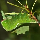 (2) Der Große Gabelschwanz (Cerura vinula), - ...