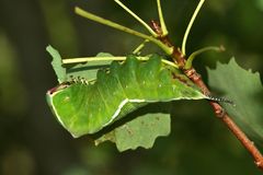 (2) Der Große Gabelschwanz (Cerura vinula), - ...