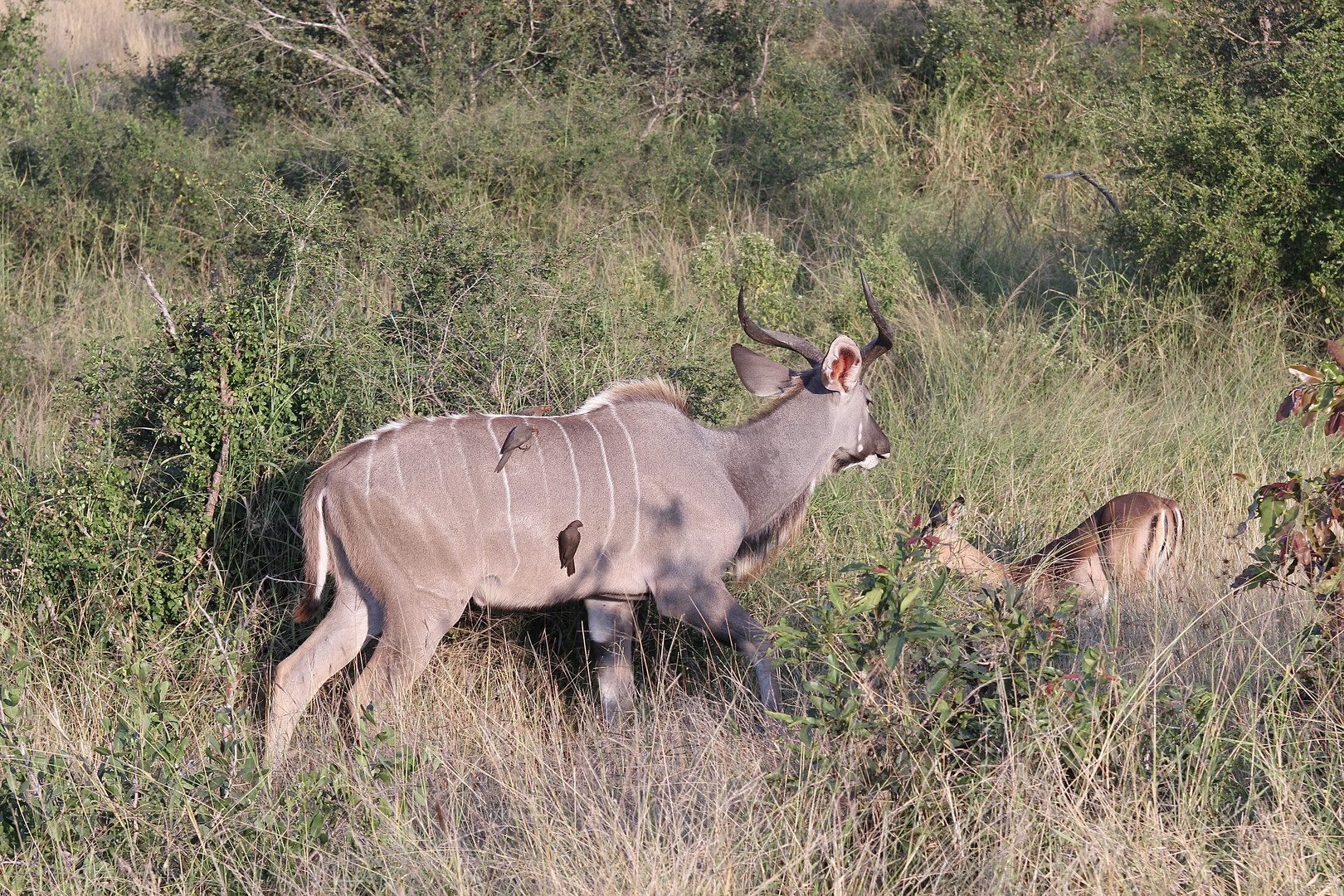 (2) Der Große Kudu (Strepsiceros strepsiceros, früher Tragelaphus strepsiceros strepsiceros) ...