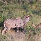 (2) Der Große Kudu (Strepsiceros strepsiceros, früher Tragelaphus strepsiceros strepsiceros) ...