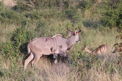 (2) Der Große Kudu (Strepsiceros strepsiceros, früher Tragelaphus strepsiceros strepsiceros) ...