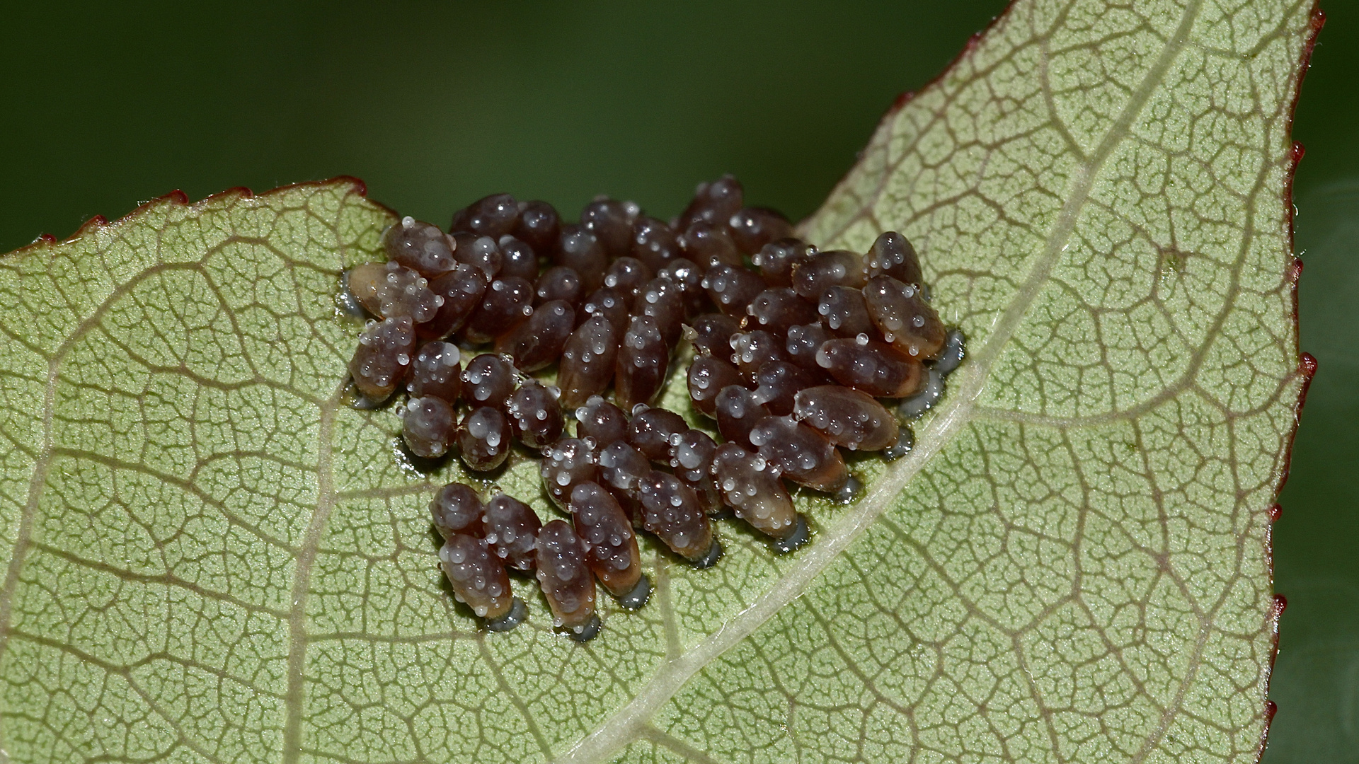 (2) Der Große Pappelblattkäfer (Chrysomela populi) ...