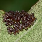 (2) Der Große Pappelblattkäfer (Chrysomela populi) ...