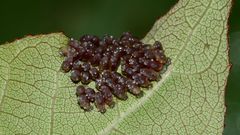 (2) Der Große Pappelblattkäfer (Chrysomela populi) ...