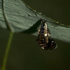 (2) Der Große Pappelblattkäfer (Chrysomela populi) ...