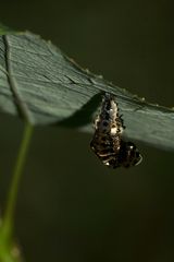 (2) Der Große Pappelblattkäfer (Chrysomela populi) ...