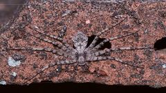 (2) Der Große Rinden-Flachstrecker (Philodromus margaritatus)