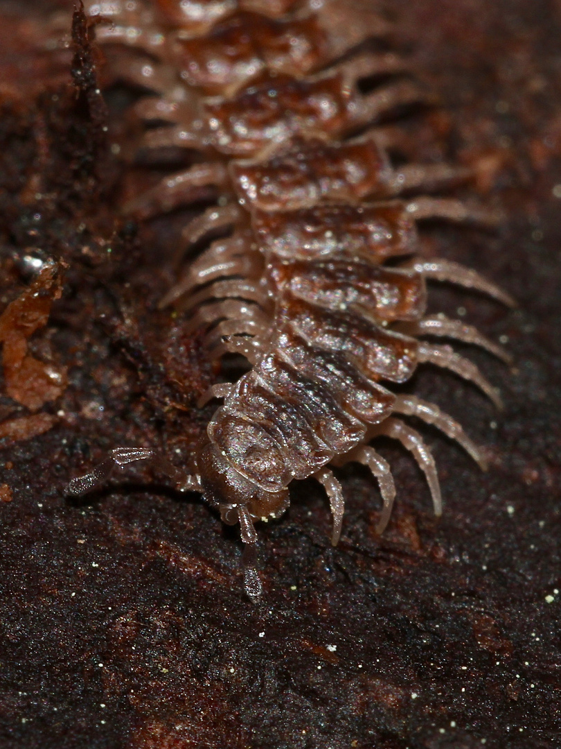 (2) Der Große Westliche oder Rotbraune Bandfüßer (Polydesmus angustus) ...