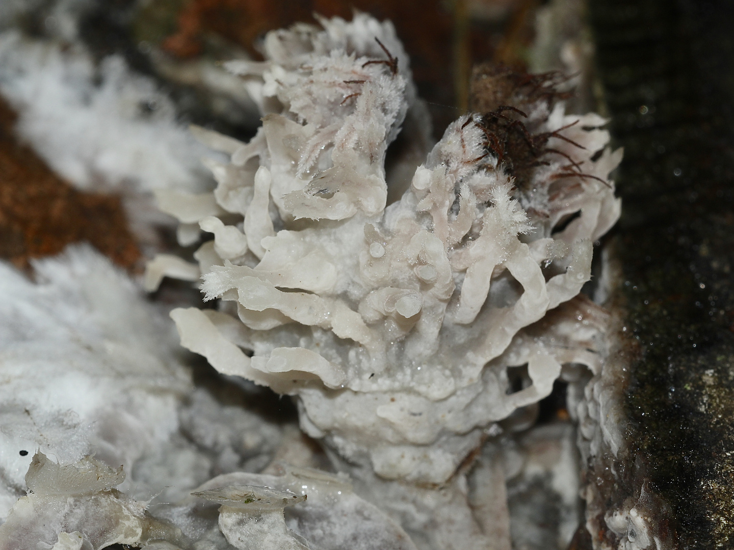 (2) Der Große Zystiden(kamm)pilz - Phlebiopsis gigantea