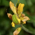 (2) Der Grüne = Brombeer-Zipfelfalter (Callophrys rubi)