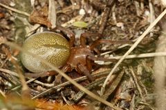 (2) Der Grüne Dornfinger (Cheiracanthium virescens)