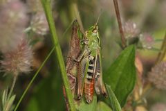 (2) Der HEIDE-GRASHÜPFER (STENOBOTHRUS LINEATUS) ist (noch) häufig.