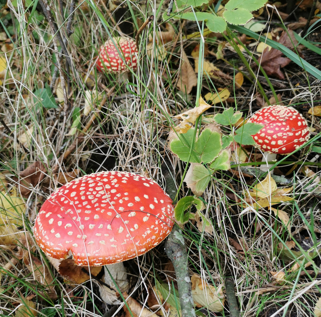 (2) Der Herbst von seiner schönsten Seite 