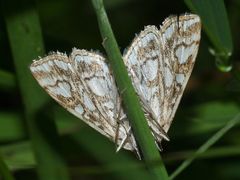 (2) Der hübsche Seerosen- = Laichkrautzünsler (Elophila nymphaeata)