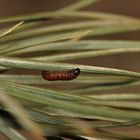 (2) Der Kiefern-Harzgallenwickler (Retinia resinella)