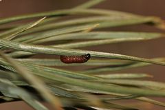 (2) Der Kiefern-Harzgallenwickler (Retinia resinella)