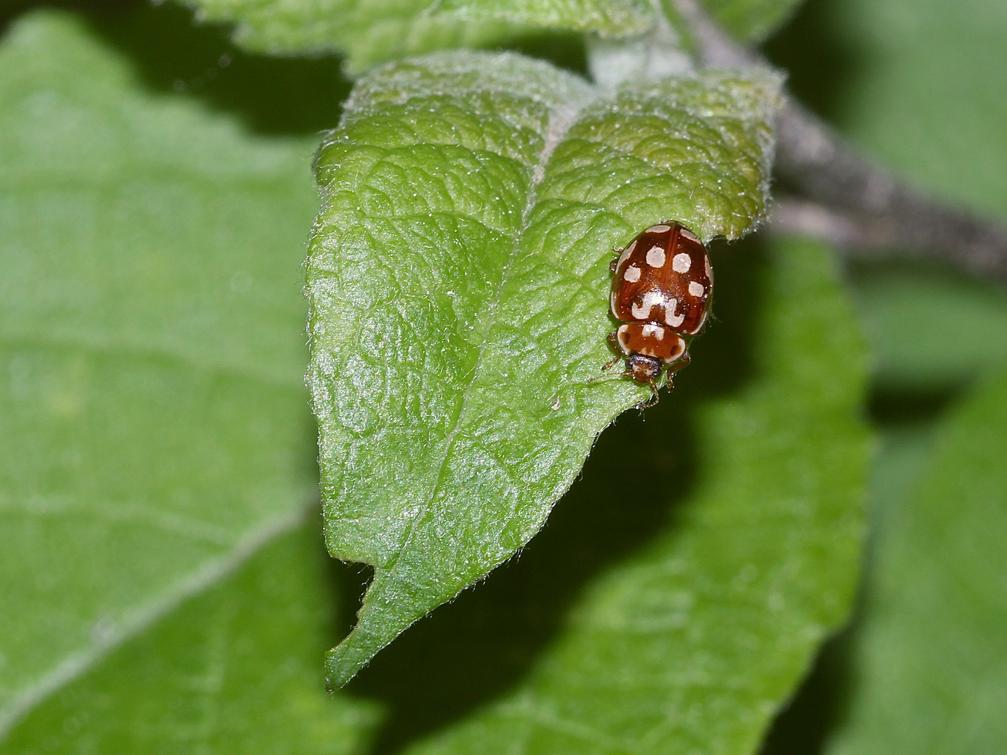 (2) Der Kiefernwipfel-Marienkäfer (Myrrha octodecimguttata) ...