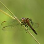 (2) Der Kleine Blaupfeil (Orthetrum coerulescens)