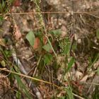 (2) Der Kleine Feuerfalter (Lycaena phlaeas) und seine Eiablage