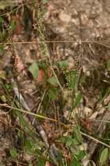 (2) Der Kleine Feuerfalter (Lycaena phlaeas) und seine Eiablage